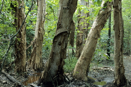 Eukalyptusstämme - Foto, Druck, Poster, Leinwand