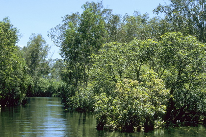 Überschwemmter Tropenwald - Foto, Druck, Poster, Leinwand
