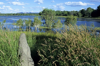 Überschwemmtes Buschland - Foto, Druck, Poster, Leinwand