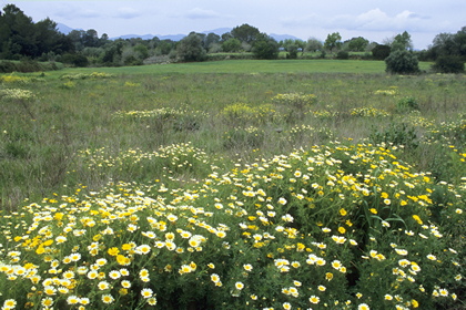 Wiese - Foto, Druck, Poster, Leinwand