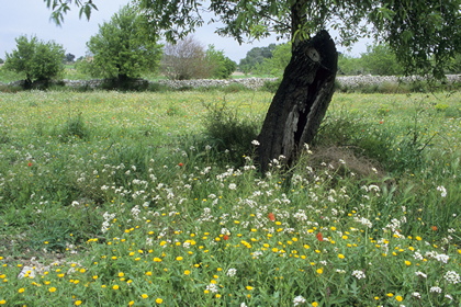 Wiese - Foto, Druck, Poster, Leinwand