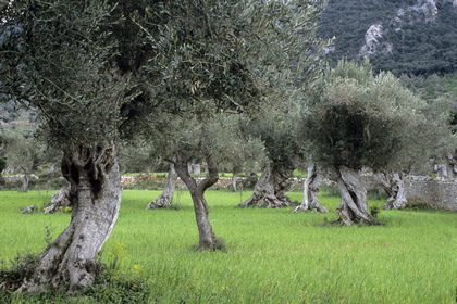 Olivenhain - Foto, Druck, Poster, Leinwand