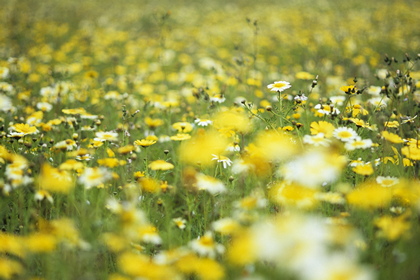 Blumenwiese - Foto, Druck, Poster, Leinwand