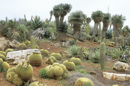 Kakteenlandschaft - Foto, Druck, Poster, Leinwand