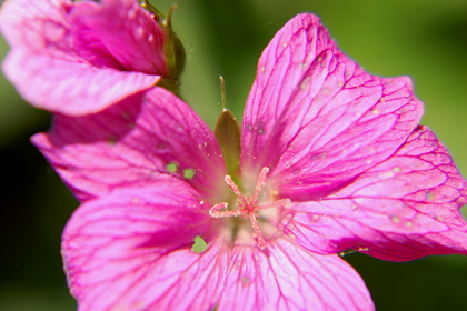 Storchschnabel, Geranium endressei - Foto, Druck, Poster, Leinwand