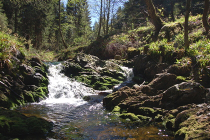 Waldbach - Foto, Druck, Poster, Leinwand