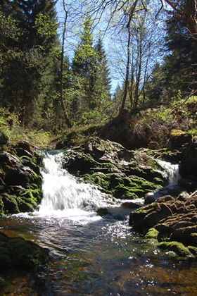 Waldbach - Foto, Druck, Poster, Leinwand