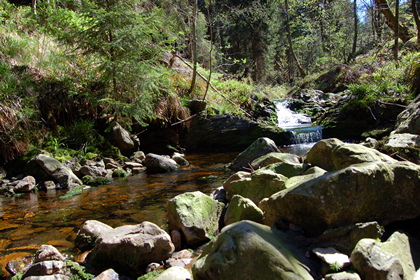 Waldbach - Foto, Druck, Poster, Leinwand