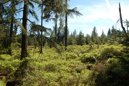 Waldlichtung - Foto, Druck, Poster, Leinwand