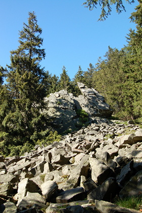 Mittelgebirgswald - Foto, Druck, Poster, Leinwand