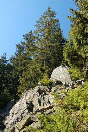 Mittelgebirgswald - Foto, Druck, Poster, Leinwand