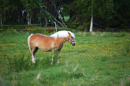 Pony - Foto, Druck, Poster, Leinwand