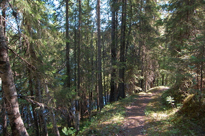 Waldweg - Foto, Druck, Poster, Leinwand