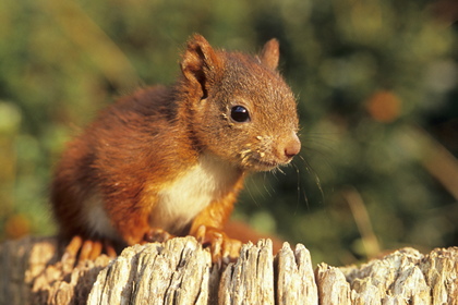 Eichhörnchen - Foto, Druck, Poster, Leinwand