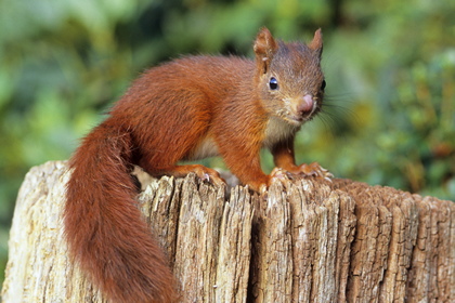 Eichhörnchen - Foto, Druck, Poster, Leinwand