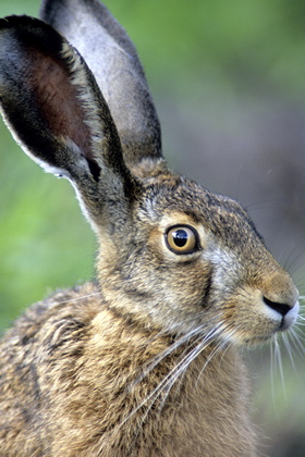 Hase - Foto, Druck, Poster, Leinwand