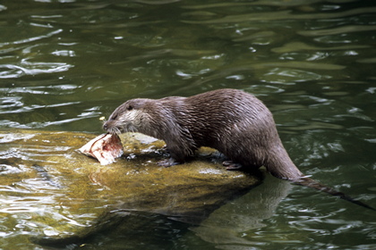 Fischotter - Foto, Druck, Poster, Leinwand