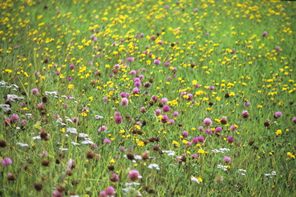 Blumenwiese - Foto, Druck, Poster, Leinwand