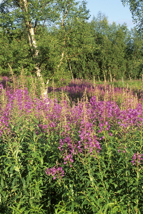 Waldwiese - Foto, Druck, Poster, Leinwand
