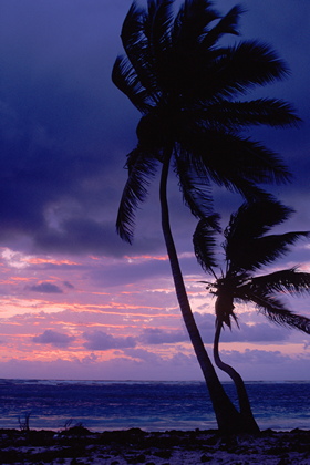 Palmenstrand im Sonnenaufgang - Foto, Druck, Poster, Leinwand