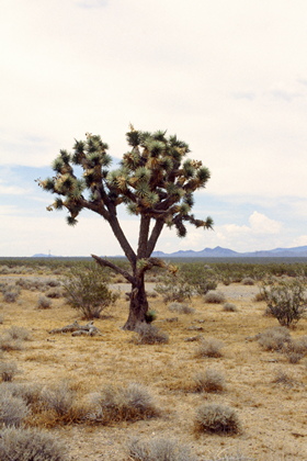 Yoshua Tree, Yucca brevifolia - Foto, Druck, Poster, Leinwand