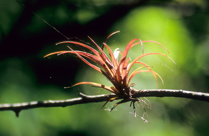 Tillandsie, Tillandsia species - Foto, Druck, Poster, Leinwand