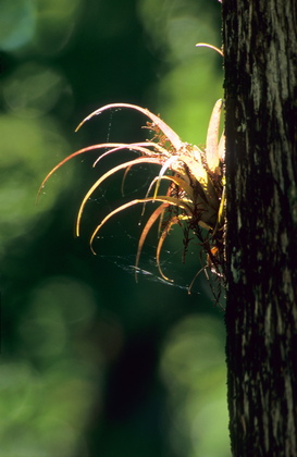 Tillandsie, Tillandsia species - Foto, Druck, Poster, Leinwand