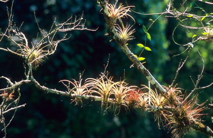 Tillandsien, Tillandsia species - Foto, Druck, Poster, Leinwand