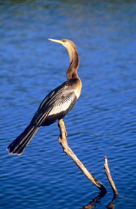 Schlangenhalsvogel - Foto, Druck, Poster, Leinwand