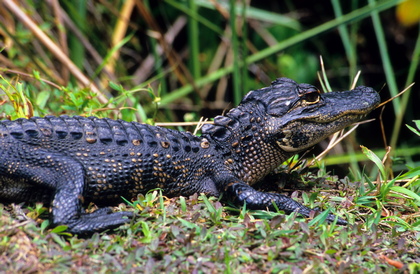 Mississippi-Alligator - Foto, Druck, Poster, Leinwand