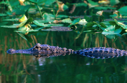 Mississippi-Alligator - Foto, Druck, Poster, Leinwand