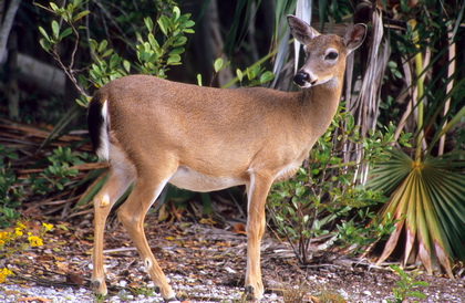 Key-Weißwedelhirsch, Odocoileus virginianum clavium - Foto, Druck, Poster, Leinwand