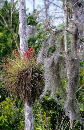 Tillandsien, Tillandsia species - Foto, Druck, Poster, Leinwand