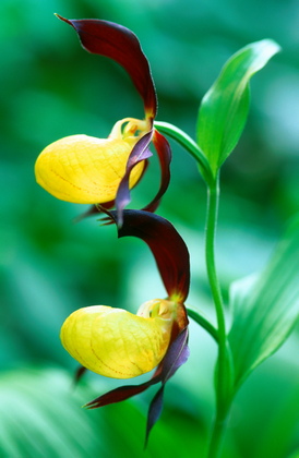 Marienfrauenschuh, Cypripedium calceolus - Foto, Druck, Poster, Leinwand