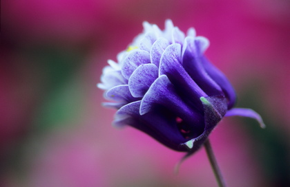 Akelei, Aquilegia - Foto, Druck, Poster, Leinwand