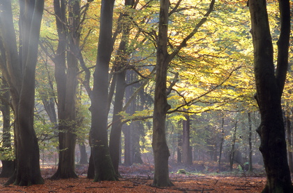 Sonnenstrahlen im herbstlichen Buchenwald - Foto, Druck, Poster, Leinwand