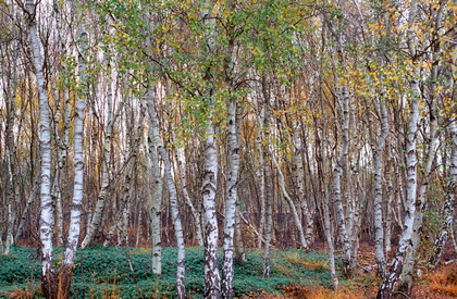 Birkenwald - Foto, Druck, Poster, Leinwand