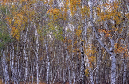 Herbstlicher Birkenwald - Foto, Druck, Poster, Leinwand