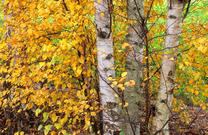 Birke im Herbst - Foto, Druck, Poster, Leinwand