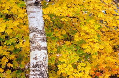 Birkenstamm und Herbstlaub vom Bergahorn - Foto, Druck, Poster, Leinwand