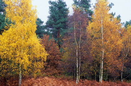 Mischwald im Herbst - Foto, Druck, Poster, Leinwand
