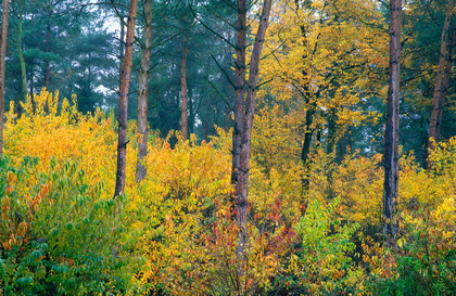 Mischwald im Herbst - Foto, Druck, Poster, Leinwand
