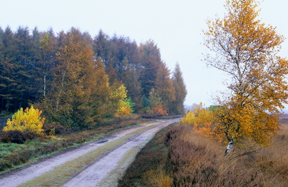 Waldweg im Herbst - Foto, Druck, Poster, Leinwand