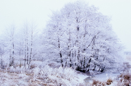 Winterlandschaft - Foto, Druck, Poster, Leinwand