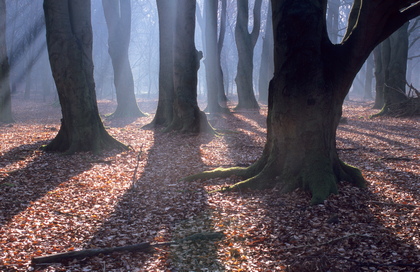 Schatten im Wald - Foto, Druck, Poster, Leinwand