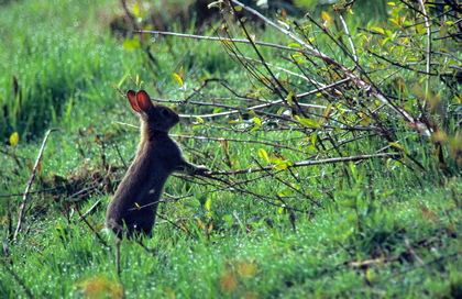 Wildkaninchen - Foto, Druck, Poster, Leinwand