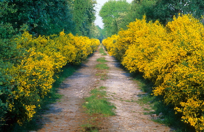 Ginsterweg - Foto, Druck, Poster, Leinwand