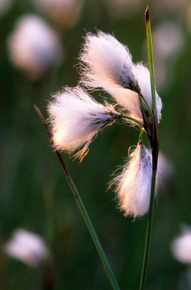 Schmalblättriges Wollgras, Eriophorum angustifolium - Foto, Druck, Poster, Leinwand