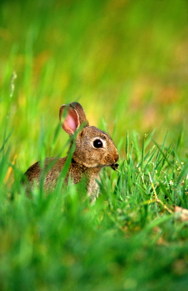 Junges Wildkaninchen - Foto, Druck, Poster, Leinwand
