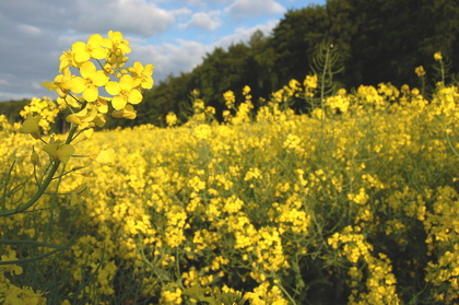 Rapsfeld - Foto, Druck, Poster, Leinwand